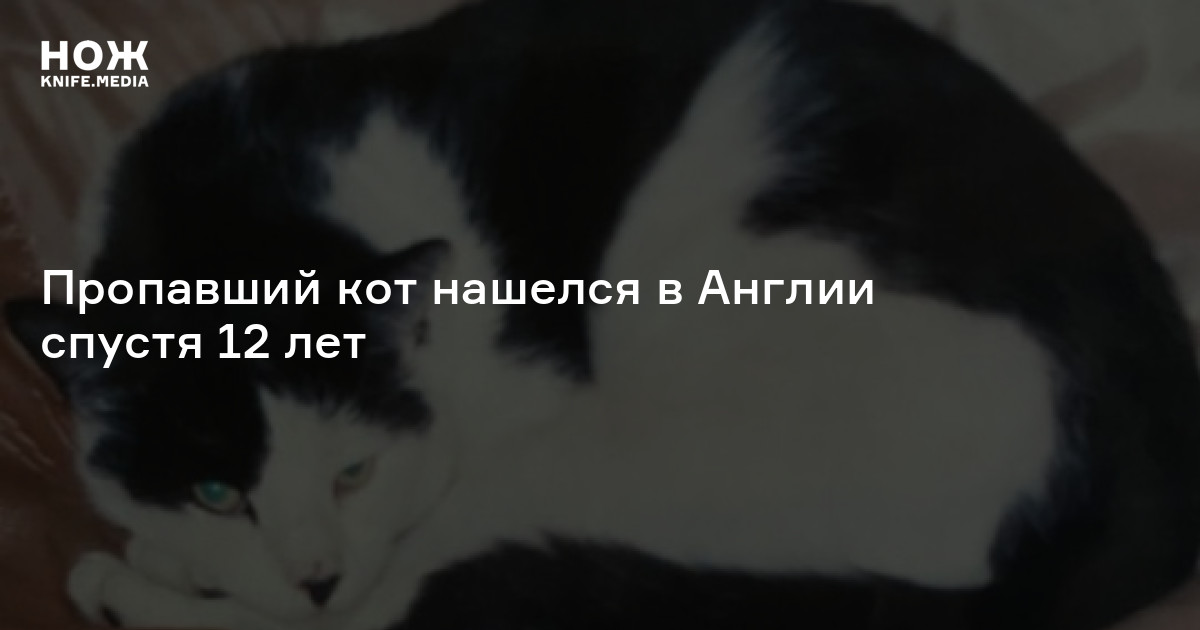 Нашелся кот