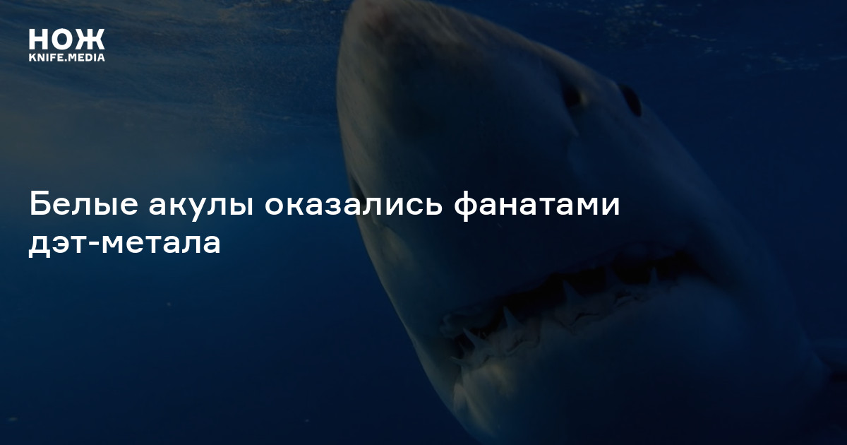 Белые акулы оказались фанатами дэт-метала — Нож