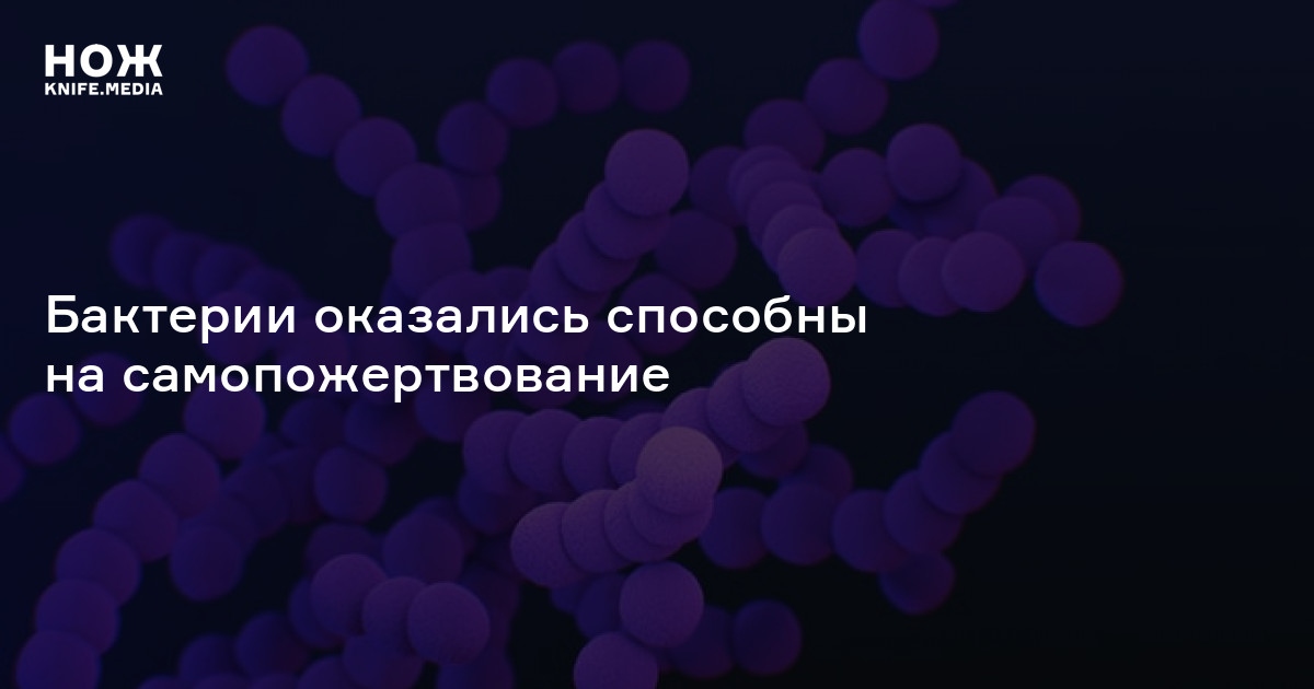 Бактерии оказались способны на самопожертвование — Нож