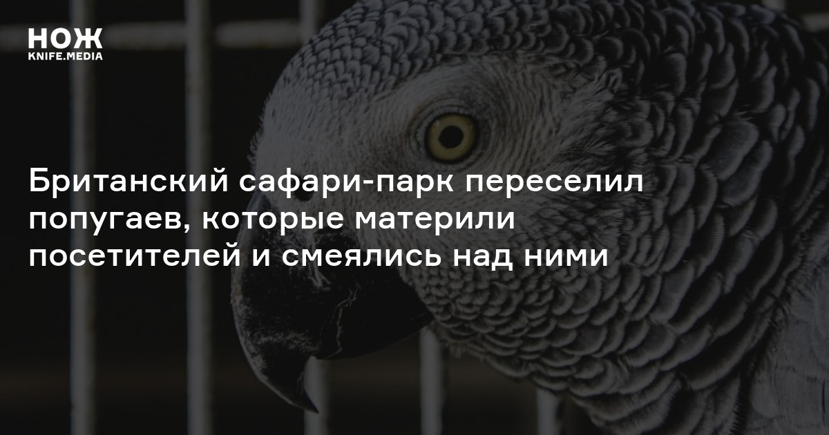 Британский сафари-парк переселил попугаев, которые материли посетителей ...