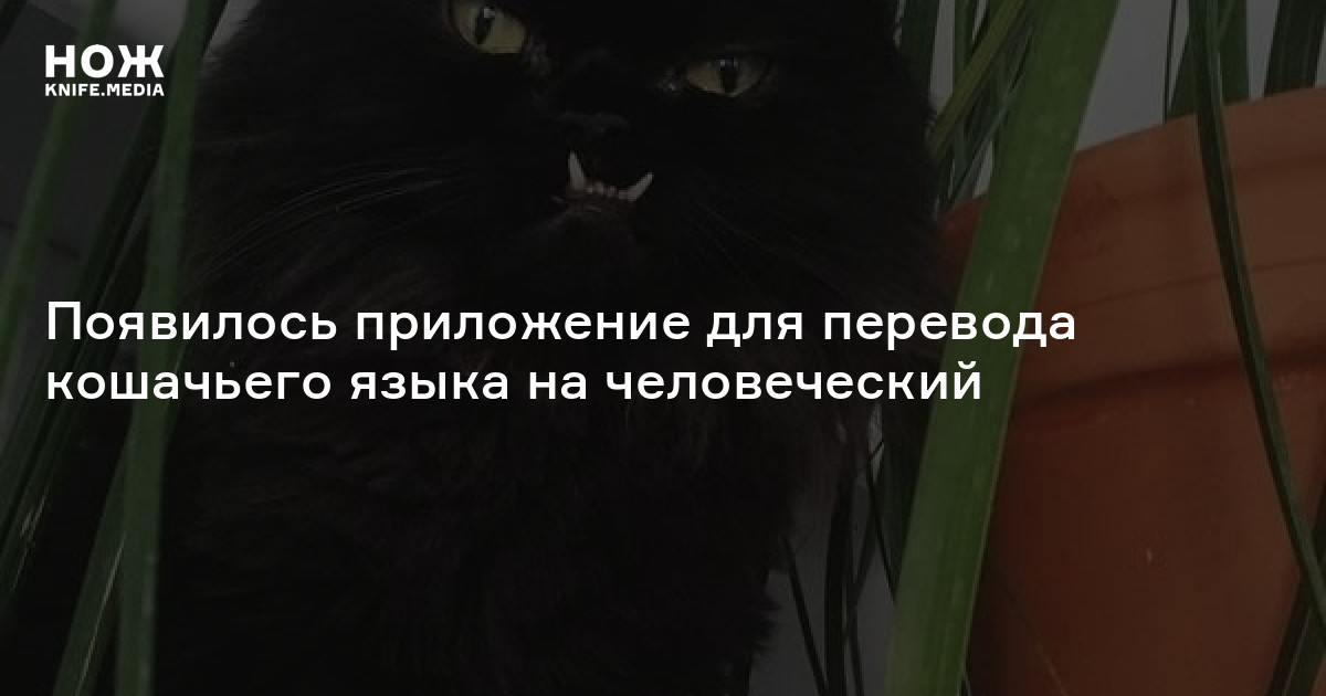 Переводи кошку. Переведи кошачий голос. Алиса можешь передавать из кошачьего языка на человеческий. Алиса можешь перевести кошачьего на человеческий мысли кошек. Переведи на кошачий Катька ты ты ты хорошая кошка.