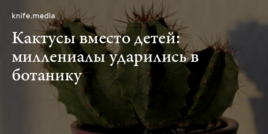 Кактусы вместо детей: миллениалы ударились в ботанику — Нож