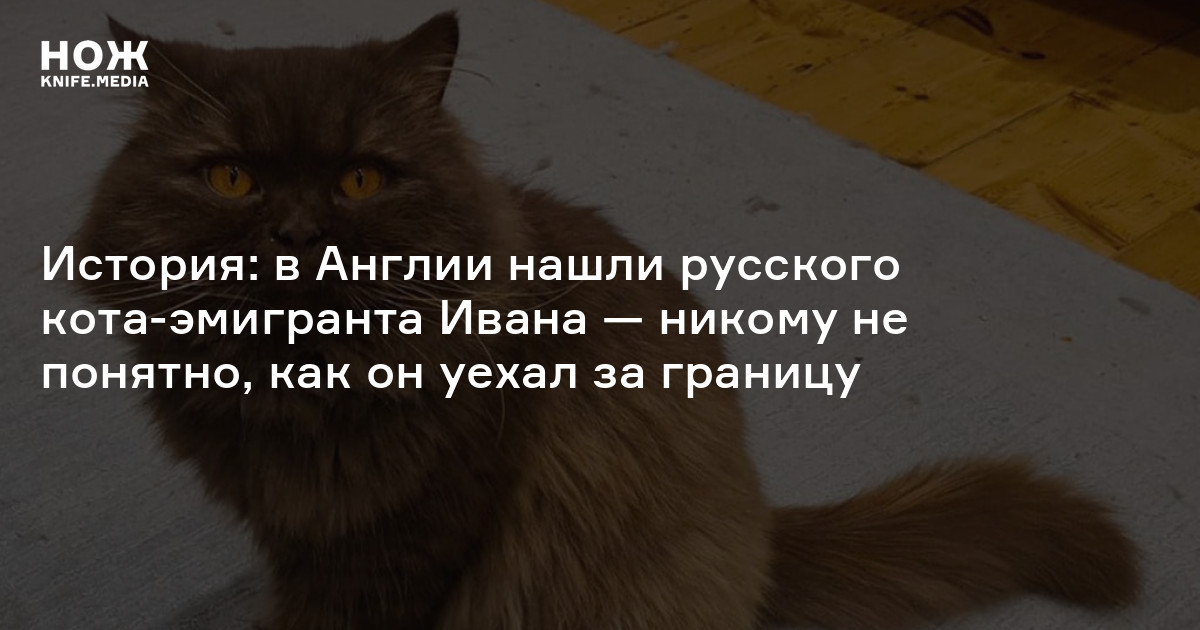 История: в Англии нашли русского кота-эмигранта Ивана — никому не ...