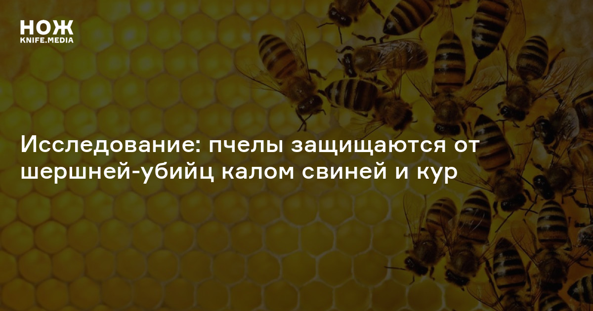 Исследование пчел в лаборатории. Исследование пчел. Как защищаются пчелы. Злейшие враги пчел. Как пчелы защищаются от врагов.