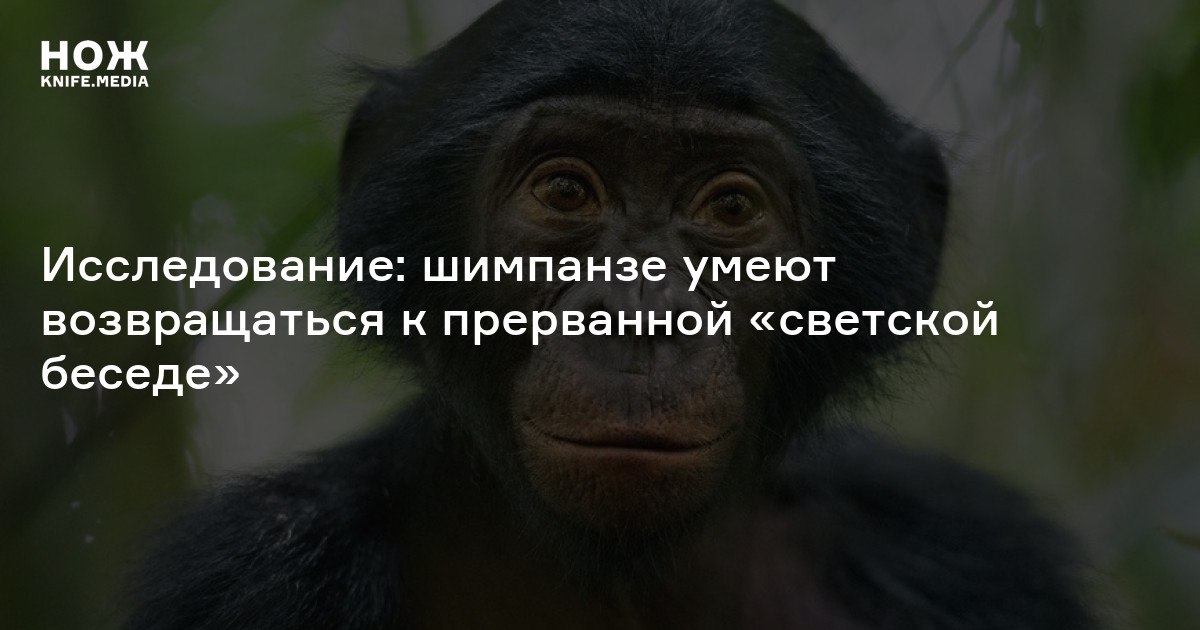 Исследование: шимпанзе умеют возвращаться к прерванной «светской беседе ...