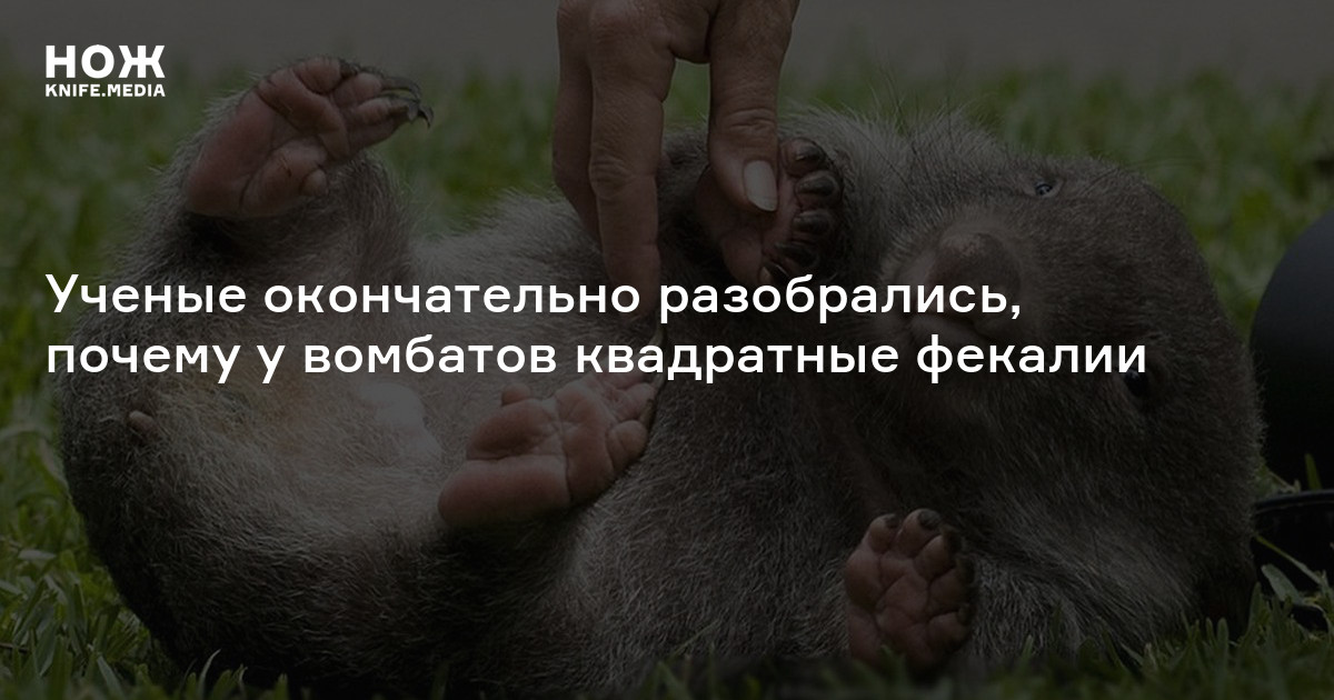 Я сломался окончательно картинка. Уже слишком поздно. Друг мой я окончательно разбит. Злой кот. Когда-нибудь.