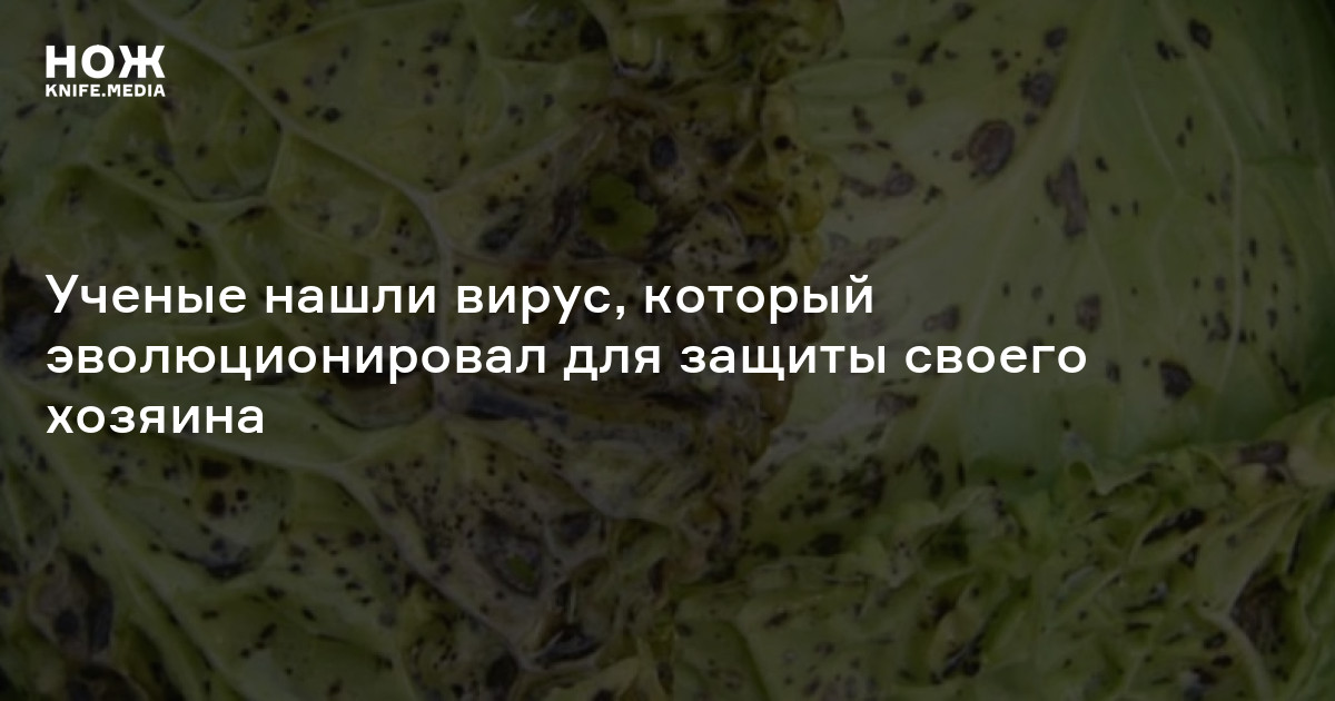 Ученые нашли вирус, который эволюционировал для защиты своего хозяина — Нож