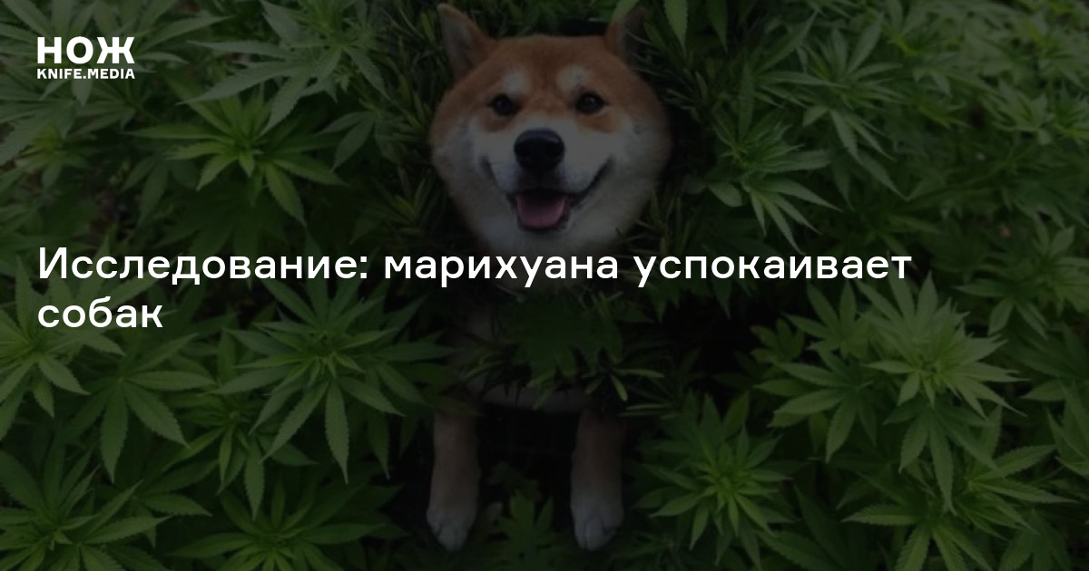 собаки и марихуана