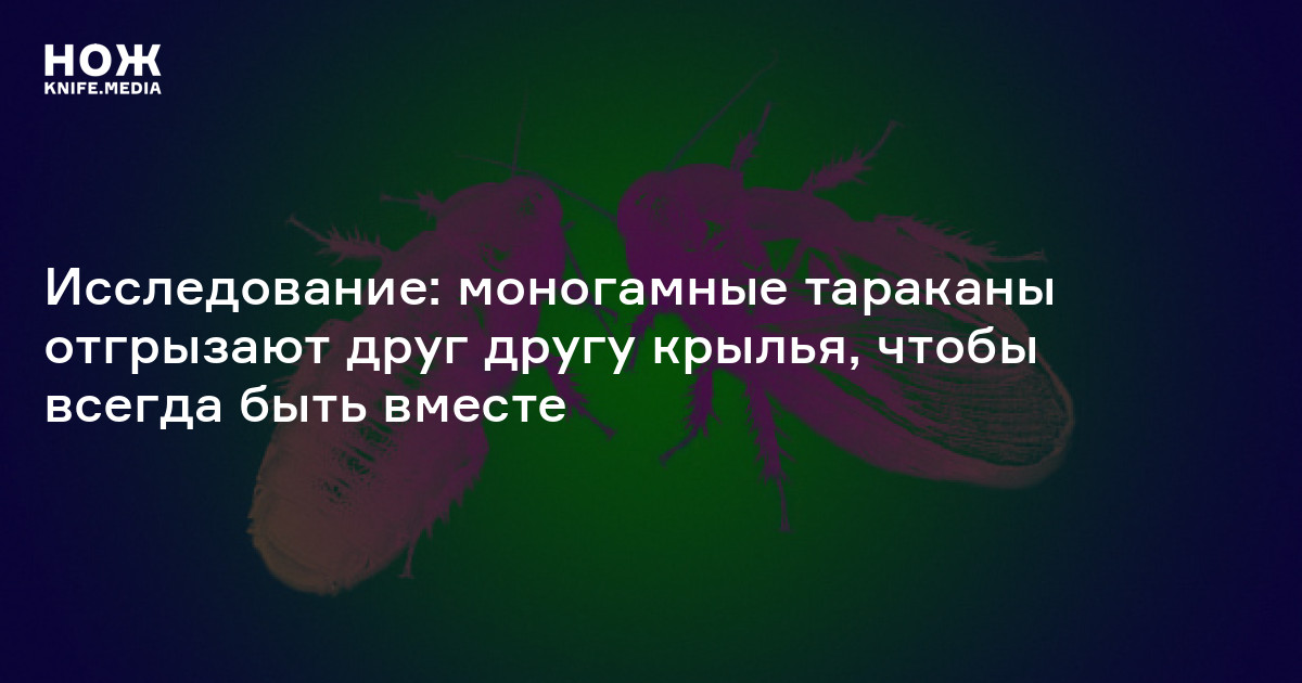 Исследование: моногамные тараканы отгрызают друг другу крылья, чтобы ...