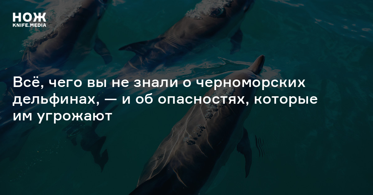 Дельфин опасен для человека в черном море. Деятельность человека может привести к вымиранию дельфинов ?. Кто угрожает дельфинами в черном море. Промысел дельфинов в черном море. Что будет если исчезнут дельфины.