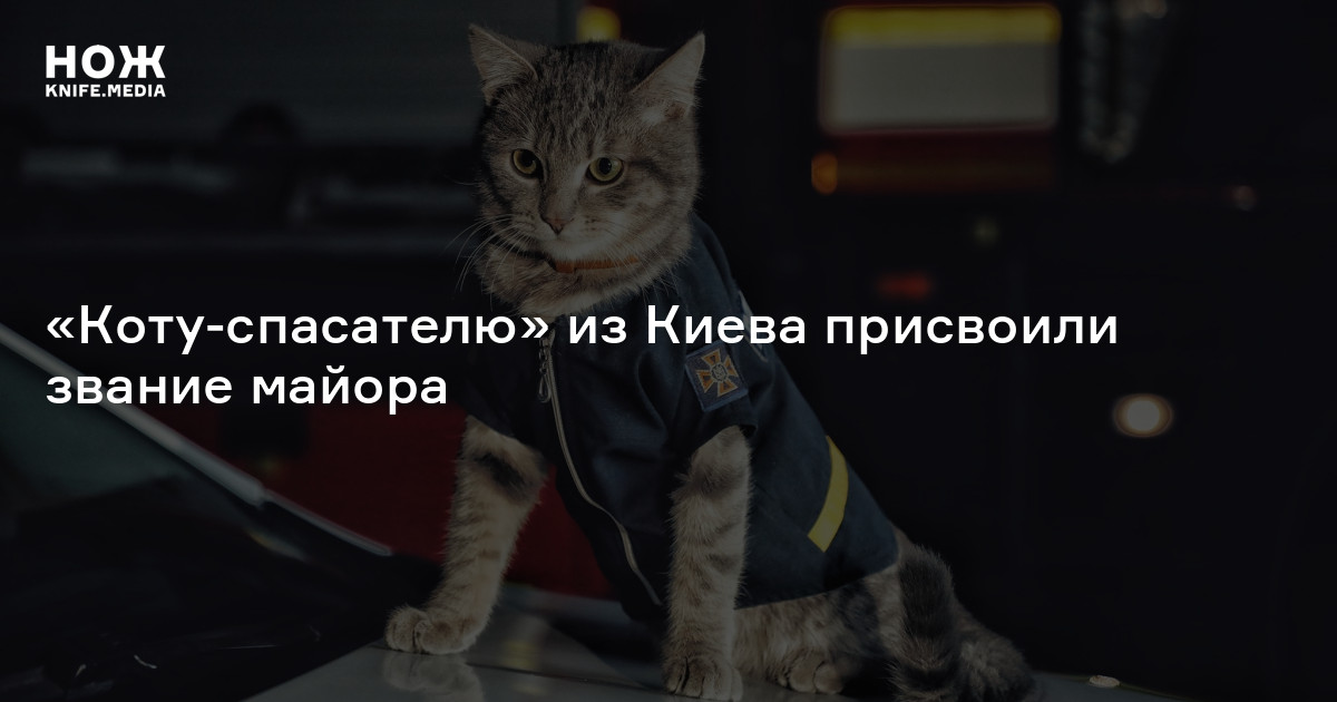 Кот отдал где. Кот спасатель. Кот отдает честь картинки. Кот отдает честь рисунок