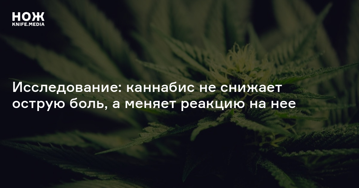 Марихуана при зубной боли марихуана шишки фото