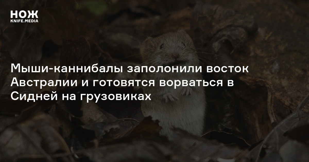 Мыши-каннибалы заполонили восток Австралии и готовятся ворваться в ...
