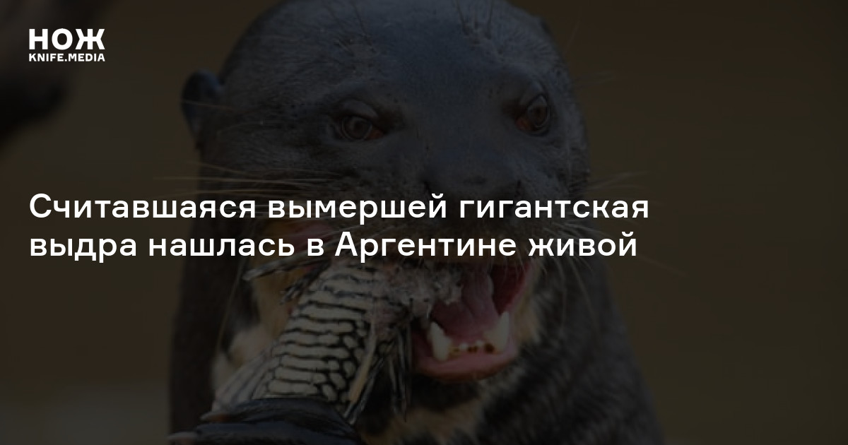 какое животное вымерло в результате деятельности человека. дикий бык. вымершие животные тилацин. интересные факты о степи. тилацин красная книга.