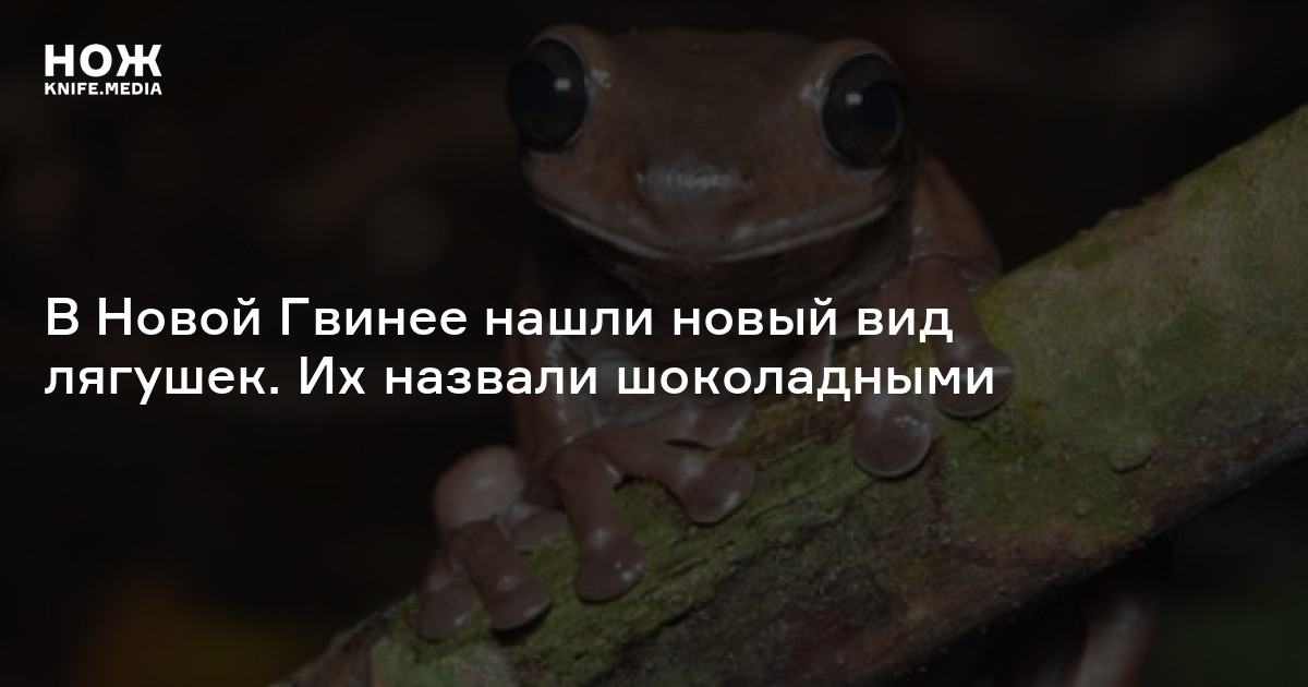 В Новой Гвинее нашли новый вид лягушек. Их назвали шоколадными — Нож