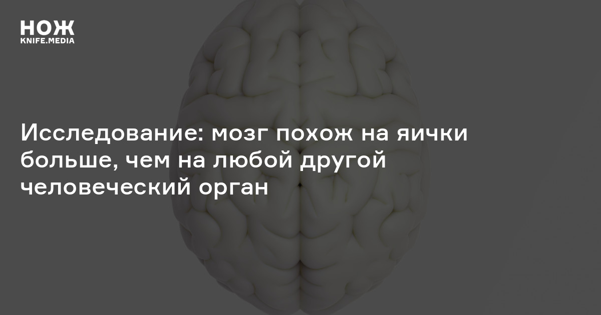 У каких животных мозг похож на человеческий. Какой предмет похож на мозг. У кого из животных мозг похож на человеческий. Вaш мозг подобен сaду,.