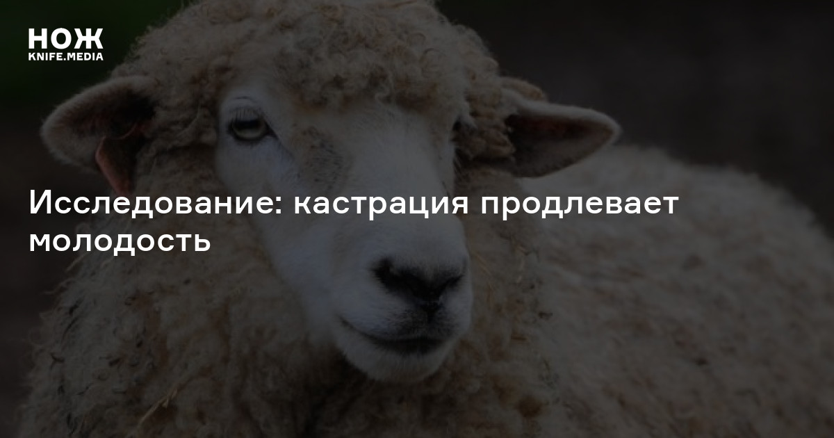 Чувак это кастрированный баран