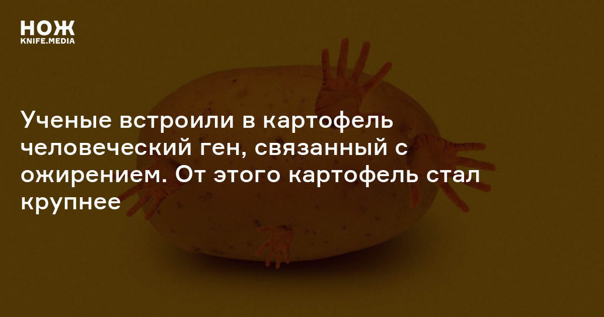 Ученые встроили в картофель человеческий ген, связанный с ожирением. От ...