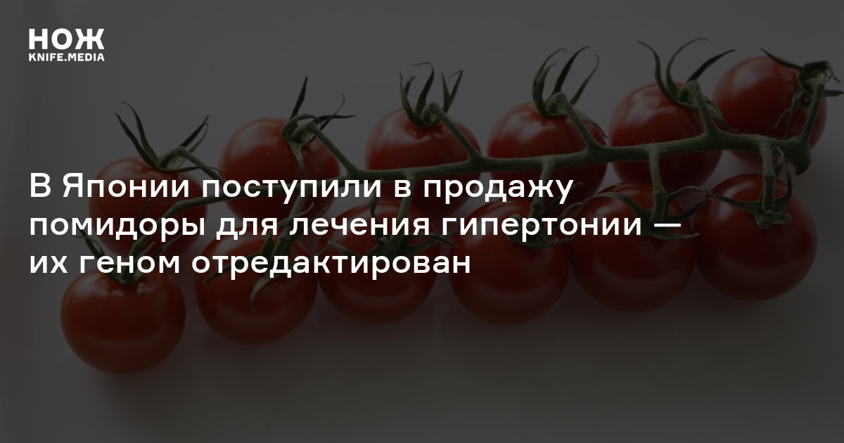 В Японии поступили в продажу помидоры для лечения гипертонии — их геном ...
