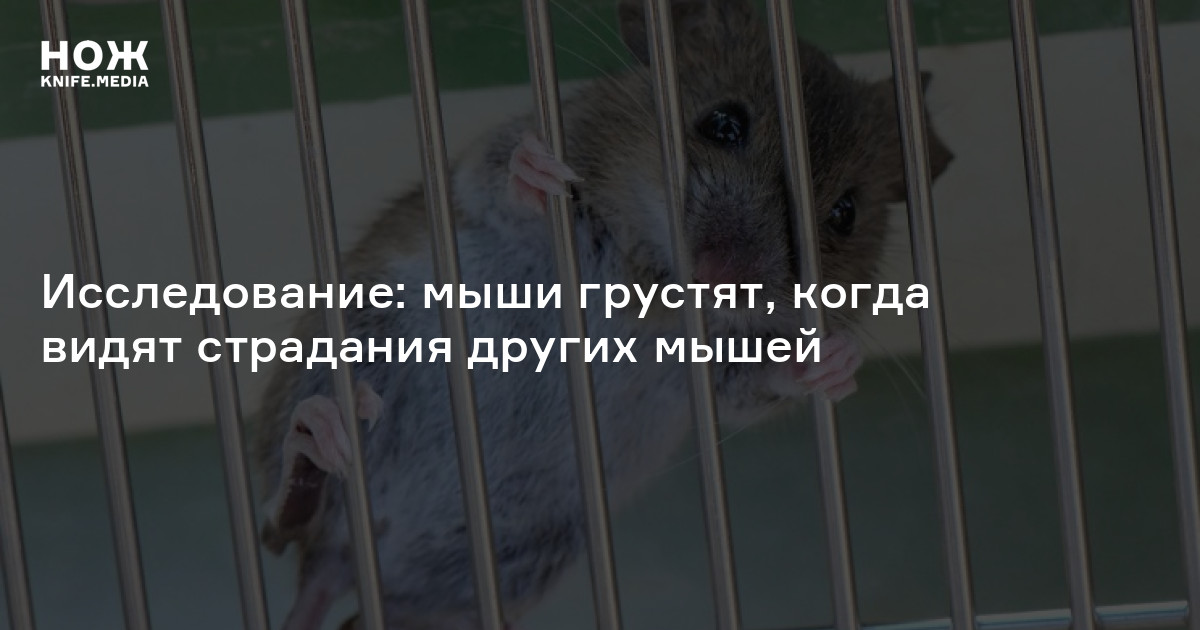 Исследование: мыши грустят, когда видят страдания других мышей — Нож