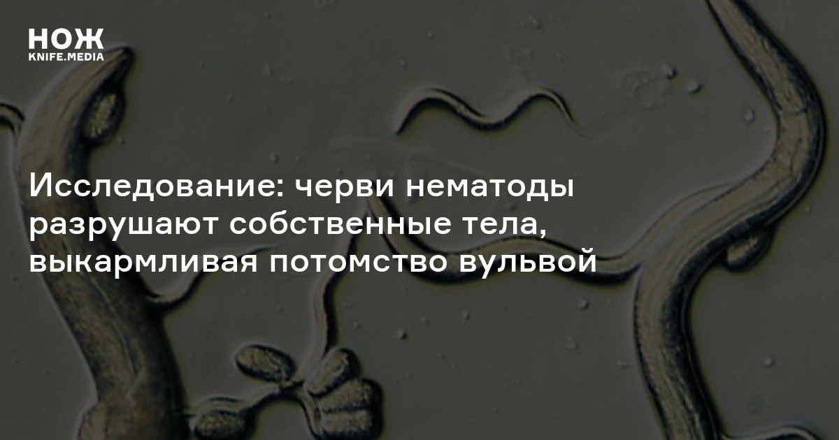 Культура нематод. От нематоды препараты. Средство от нематоды. Биологическое средство от нематоды.