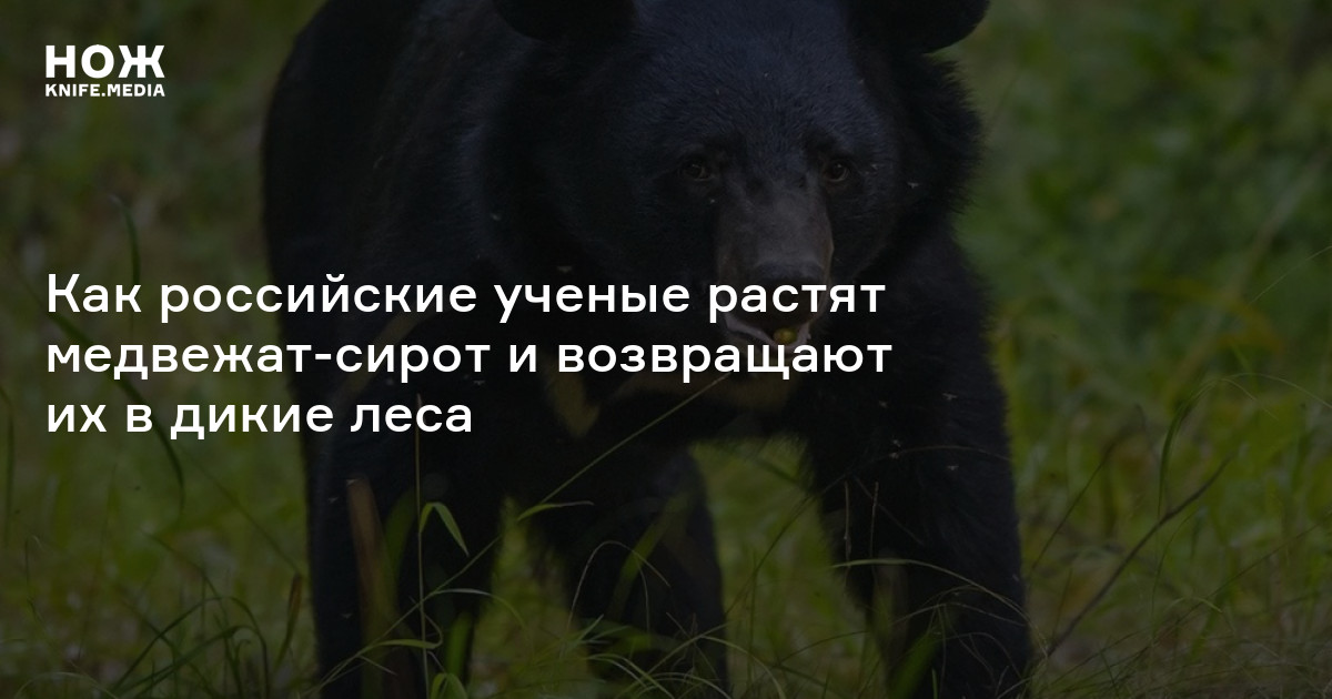 Проголодавшегося медведя запрут 1 бывало 2 в пустой комнате 3 привязав его веревкою за кольцо