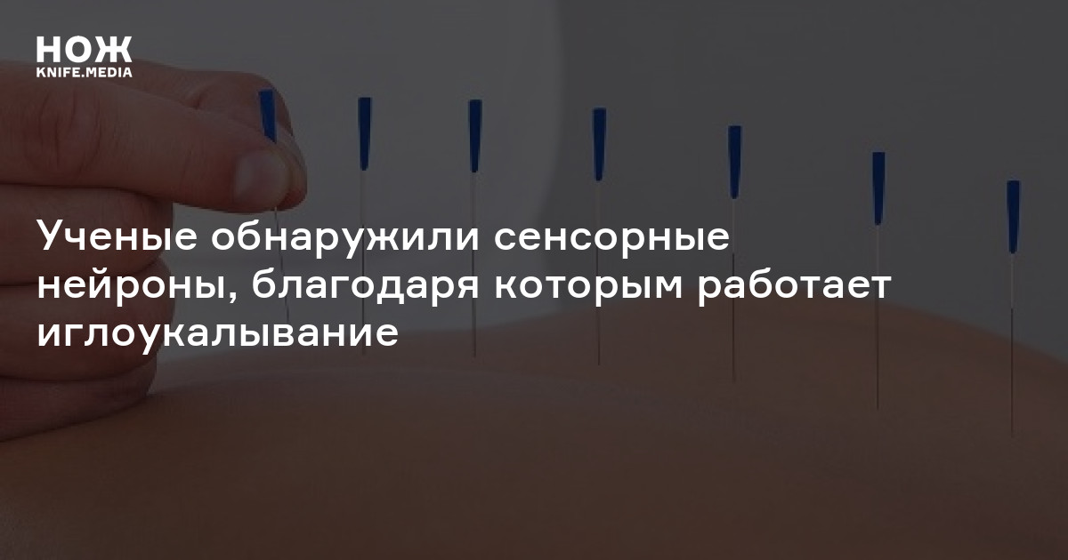 Ученые обнаружили сенсорные нейроны, благодаря которым работает ...
