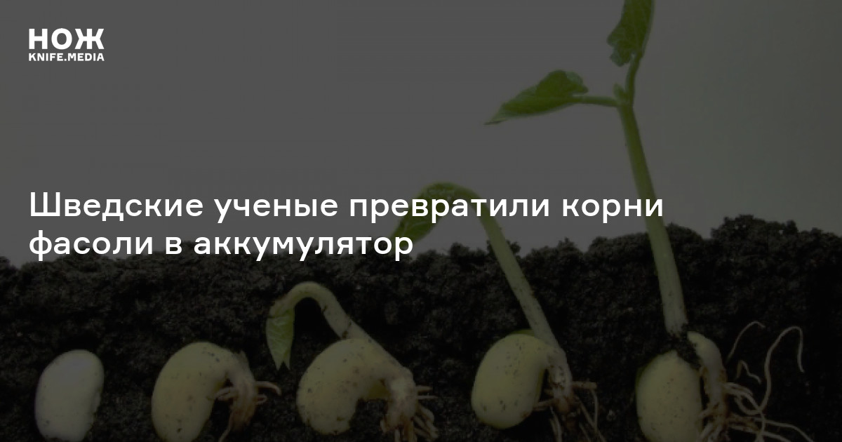 Шведские ученые превратили корни фасоли в аккумулятор — Нож