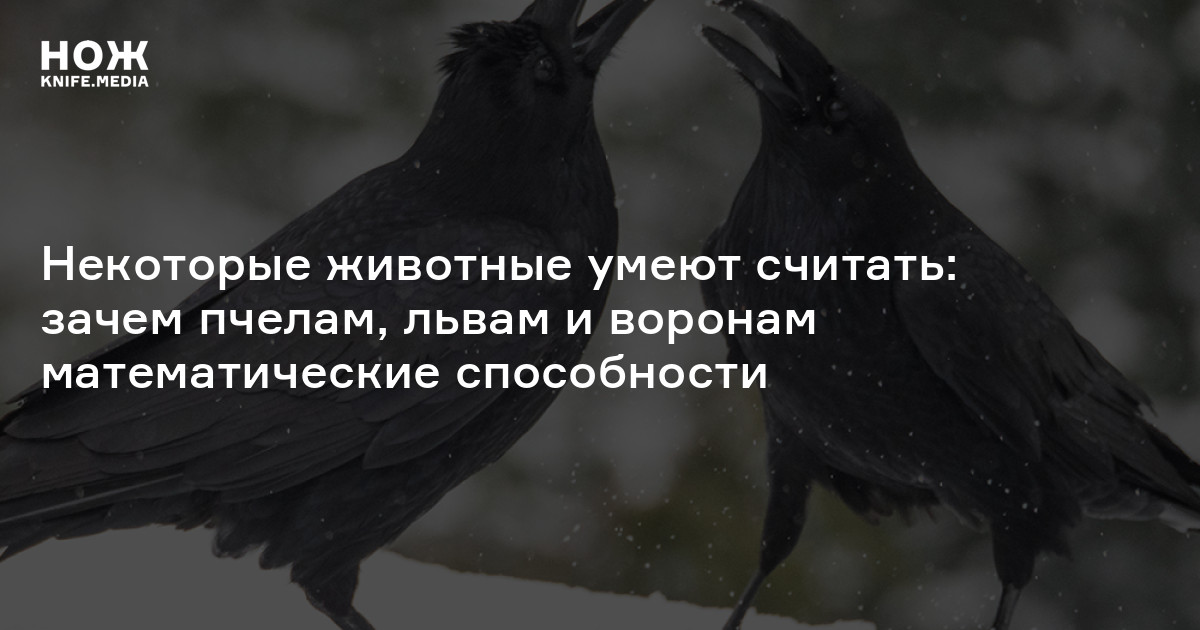 Умеют ли животные думать. Некоторые животные способны. Умеют ли животные разговаривать. Некоторые животные способны. Сверхспособности животных.