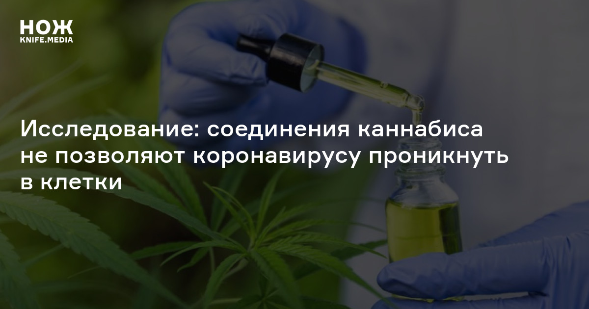 Исследование соединения каннабиса не позволяют