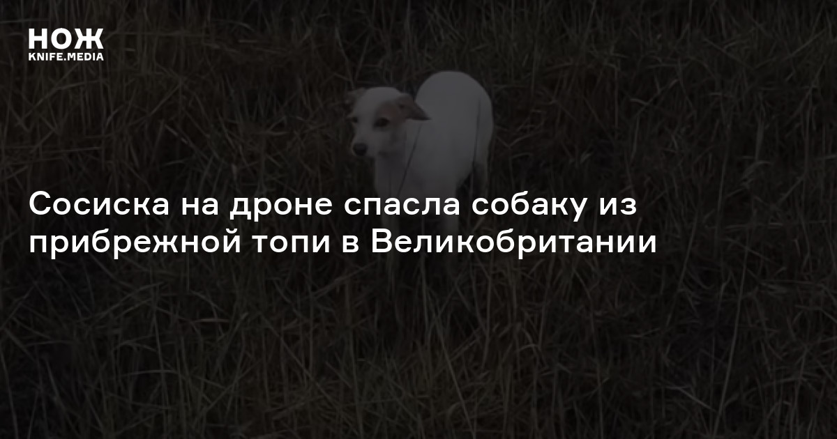 Сосиска на дроне спасла собаку из прибрежной топи в Великобритании — Нож