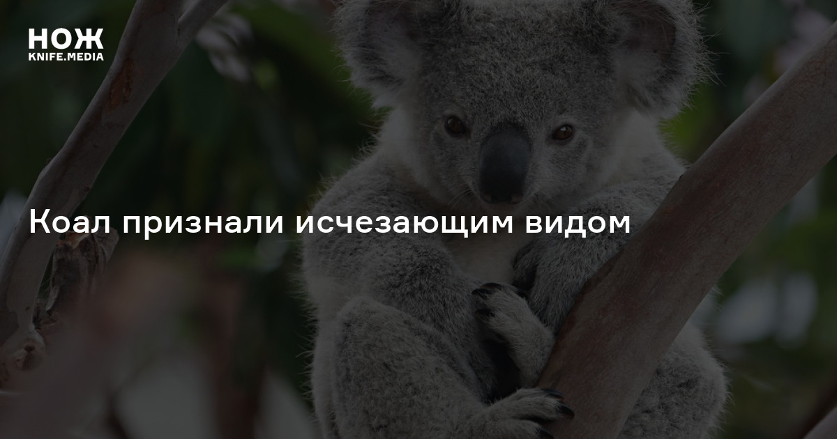 Коал признали исчезающим видом — Нож