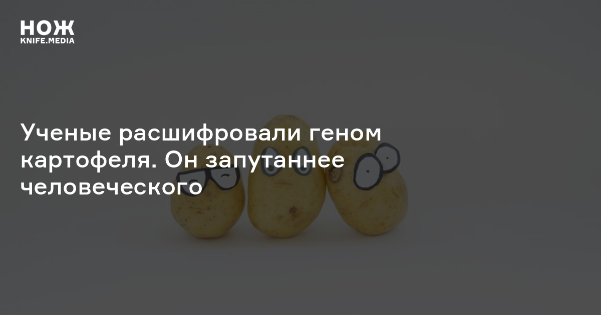 При расшифровке генома картофеля было установлено 20
