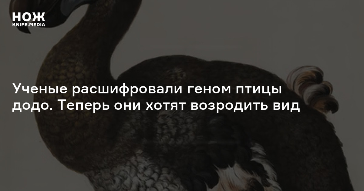 Короткая встреча с редкой птицей геншин задание. Гены у птиц. Птицы Геншин. Ученые хотят возродить птицу Додо. Птицы Геншин архив.
