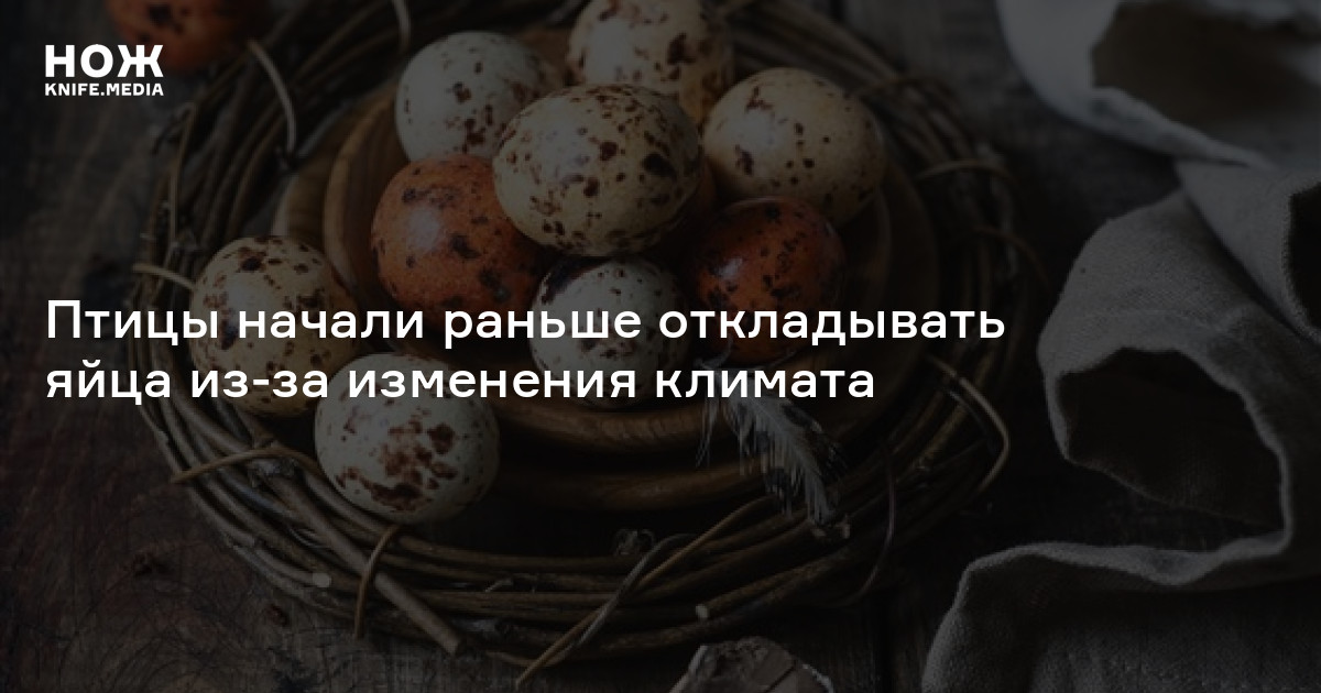 Значение словосочетания «отложить яйца»