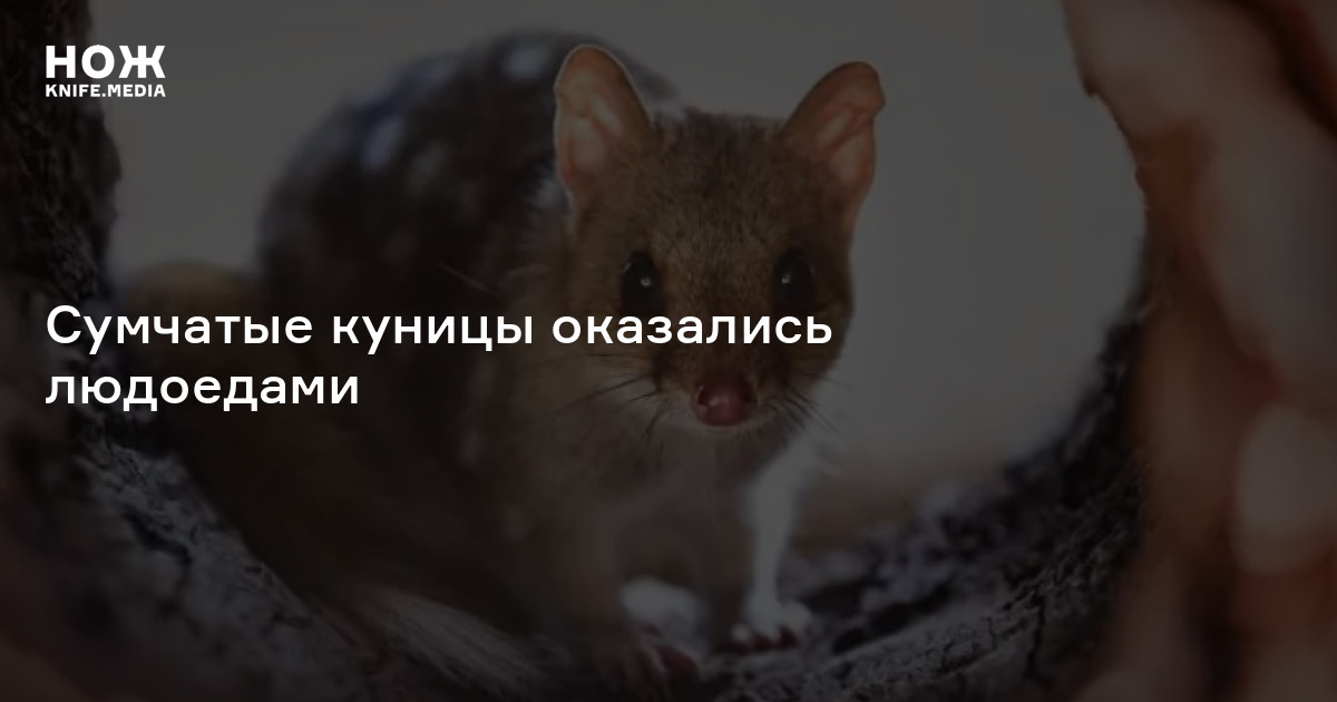 Сумчатые куницы оказались людоедами — Нож