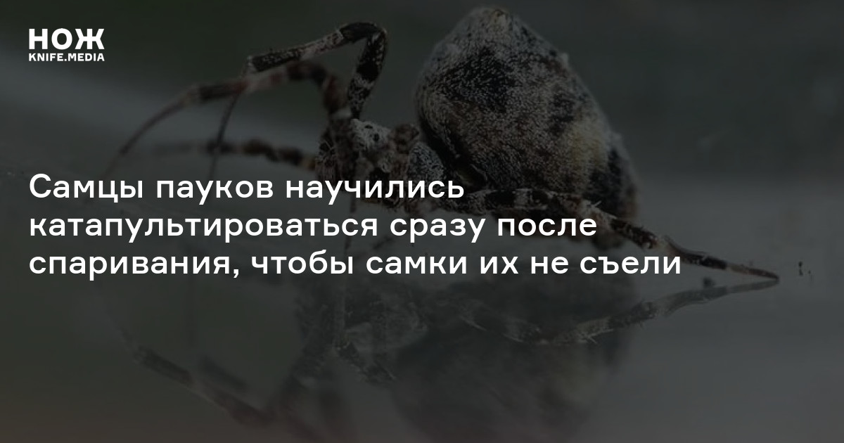 Пауки научились катапультироваться сразу после спаривания, чтобы самки ...