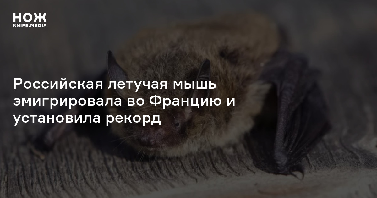Российская летучая мышь эмигрировала во Францию и установила рекорд — Нож