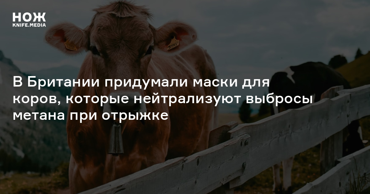 В Британии придумали маски для коров, которые нейтрализуют выбросы ...
