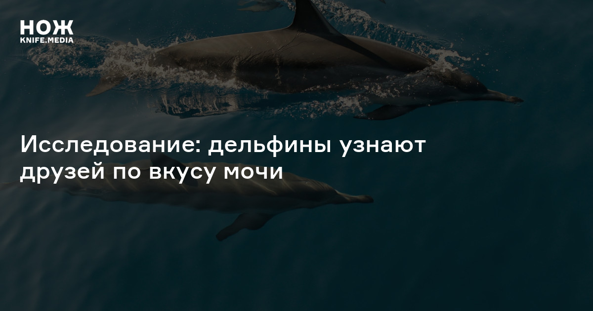 Исследование: дельфины узнают друзей по вкусу мочи — Нож