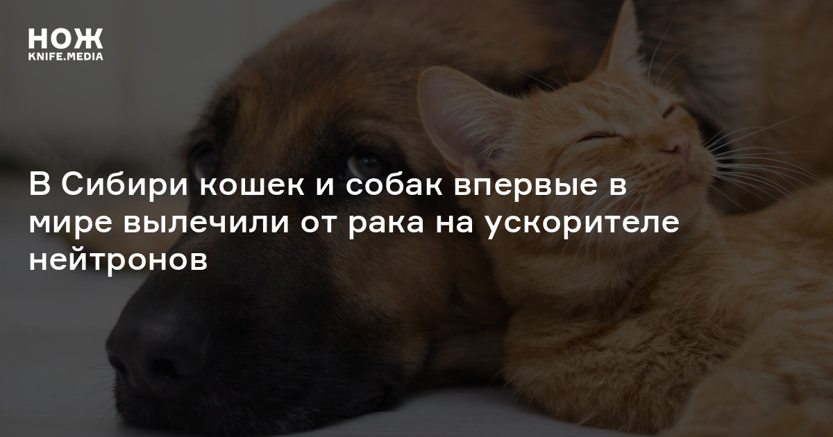 В Сибири кошек и собак впервые в мире вылечили от рака на ускорителе ...