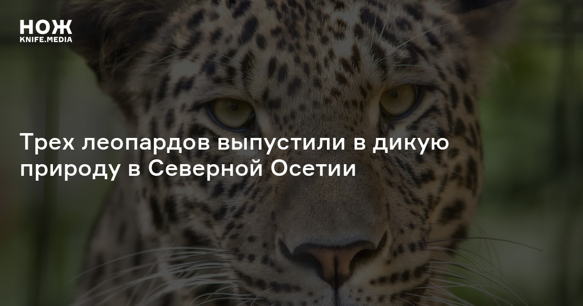 Трех леопардов выпустили в дикую природу в Северной Осетии