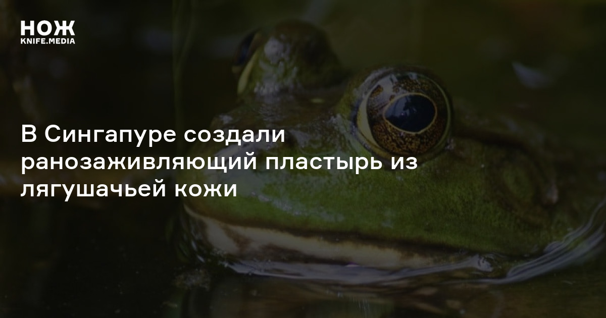 В Сингапуре создали ранозаживляющий пластырь из лягушачьей кожи — Нож