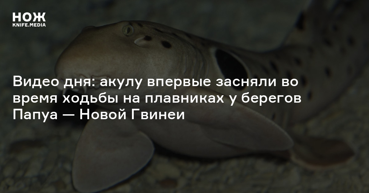 Видео дня: акулу впервые засняли во время ходьбы на плавниках у берегов ...