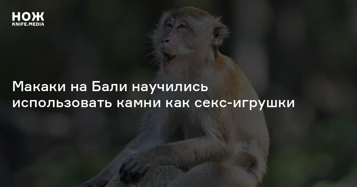 Макаки на Бали научились использовать камни как секс-игрушки — Нож