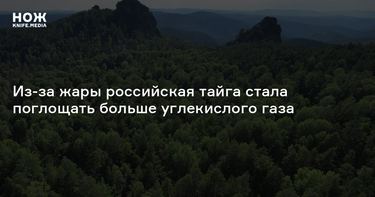 Из-за жары российская тайга стала поглощать больше углекислого газа — Нож