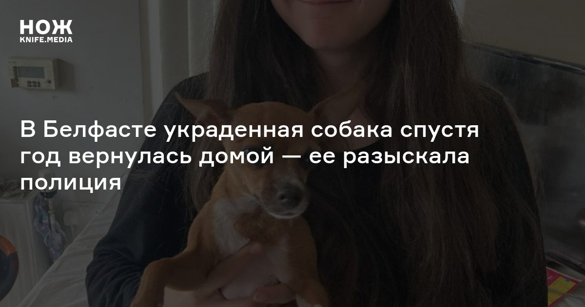 В Белфасте украденная собака спустя год вернулась домой — ее разыскала ...