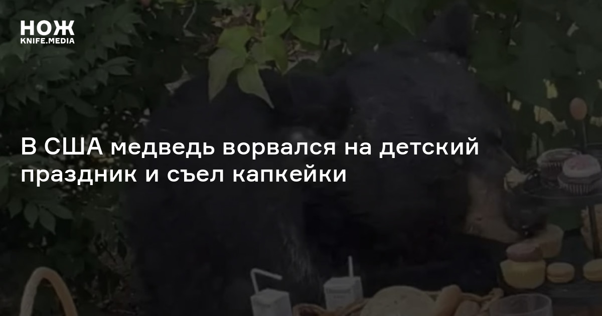 В США медведь ворвался на детский праздник и съел капкейки — Нож