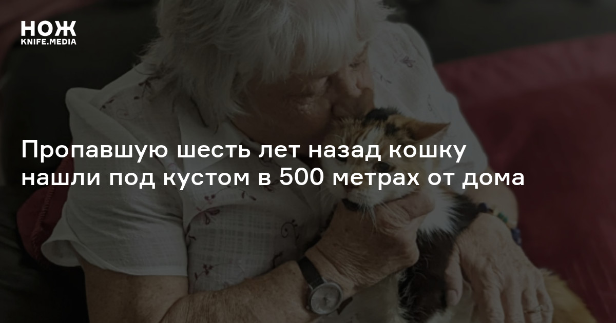 Пропавшую шесть лет назад кошку нашли под кустом в 500 метрах от дома — Нож