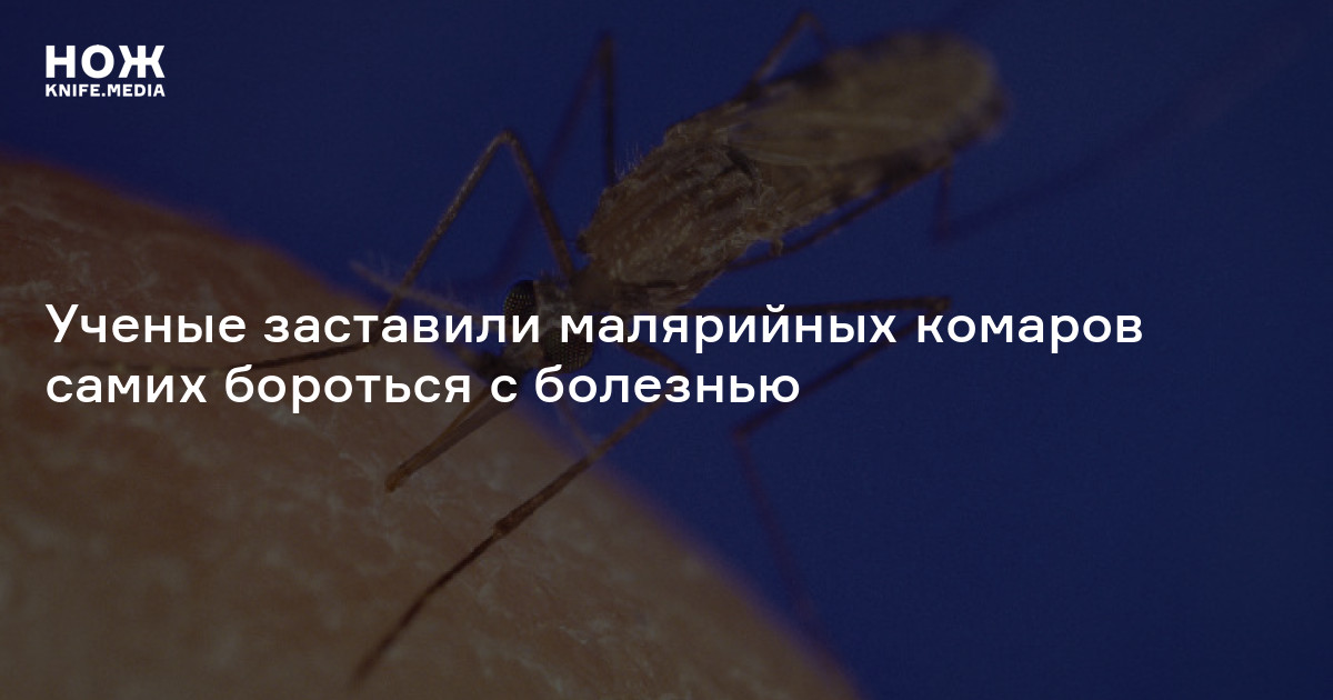 Ученые заставили малярийных комаров самих бороться с болезнью — Нож